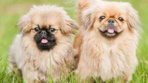 Малки кучета породи за активни хора